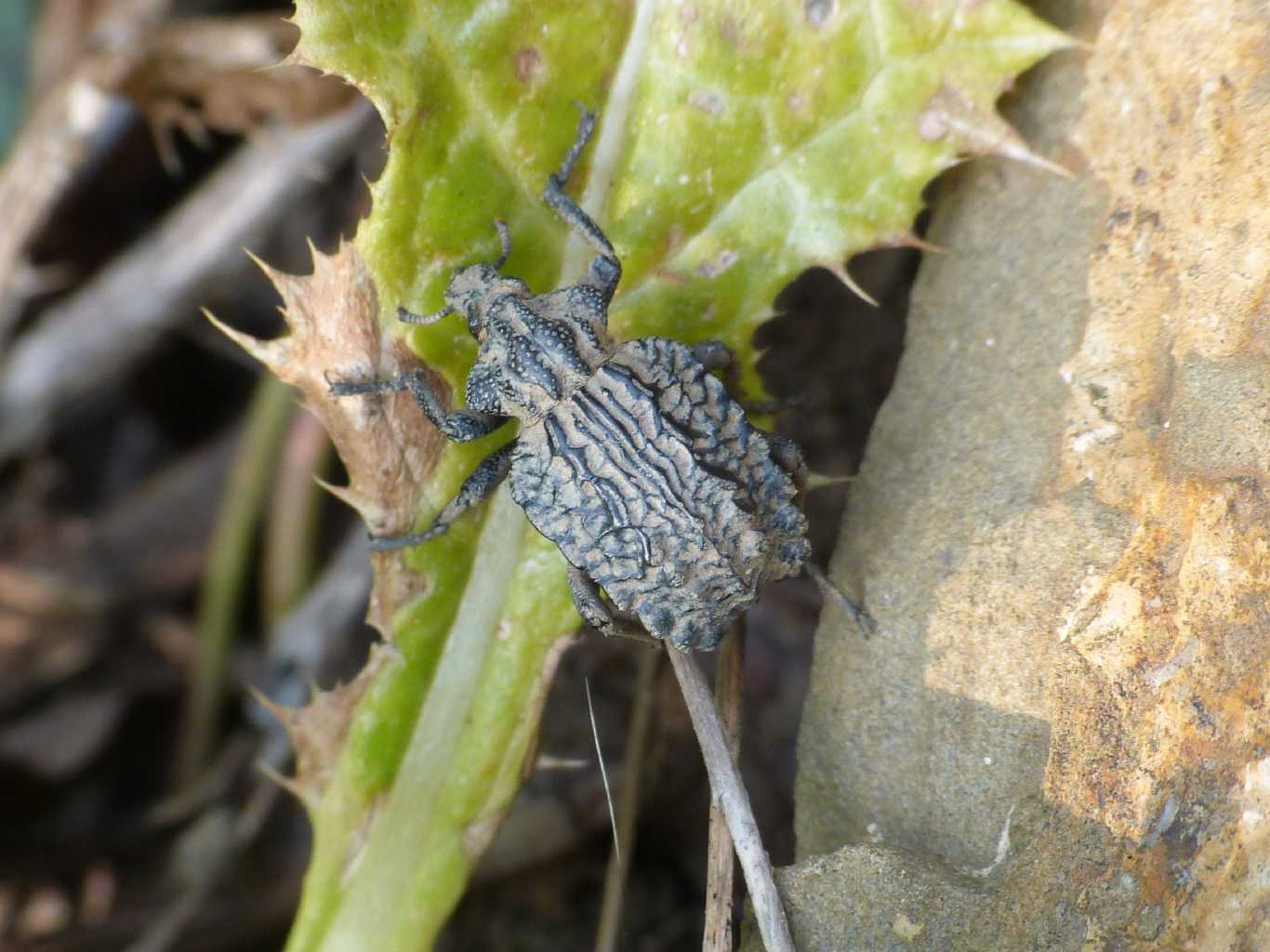 Brachycerus undatus